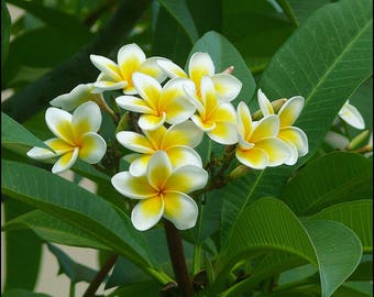Plumeria seeds (frangipani) / 5 fresh seeds