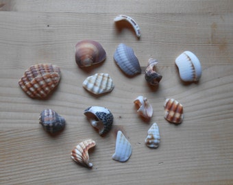 Shell fragments, craft supply, 14 pieces, jewelry supplies, surf tumbled shell fragments C16