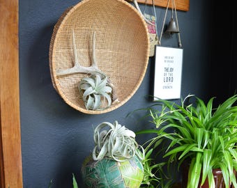 Vintage Large Hand Woven Winnowing Basket | Bohemian Boho Chic Wall Basket | Gathering Foraging Basket | Textural Basket Wall Decor