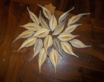 20 Dried Milkweed Pods, Seed Pods, Dried Arrangements, Craft Supplies, Nature Crafting, Floral Supplies