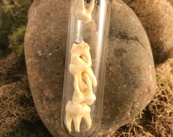 Real raccoon teeth glass vial pendant necklace