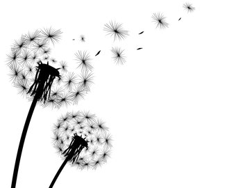 Dandelion SVG, Dandelion clipart, Silhouette, SVG, Graphics, Illustration, Logo, Digital