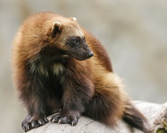 Up-Coming Hat - Wolverine