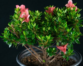 Dwarf Japanese Satsuki Azalea Pre-Bonsai Tree - Kazan # 4778