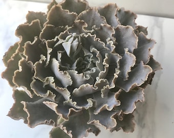 4" Echeveria unknown type of frills