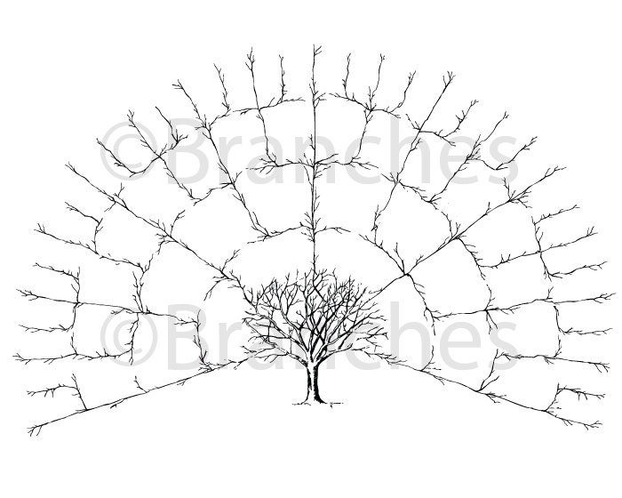 Sierra Generations Family Tree Upgrade