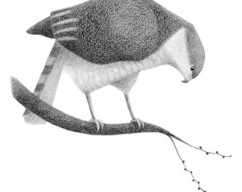 Cooper's Hawk - 4x6 print