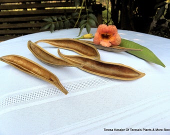 4 Seed Pod halfs-Dried Floral-Make a small canoe with these-Natural seed pods