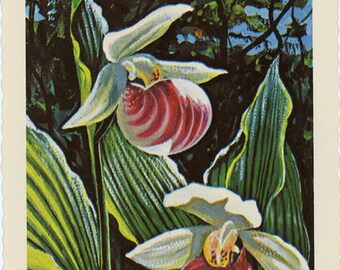 Minnesota State Flower - Showy Lady's Slipper Vintage Postcard Signed Artist Ken Haag (unused)
