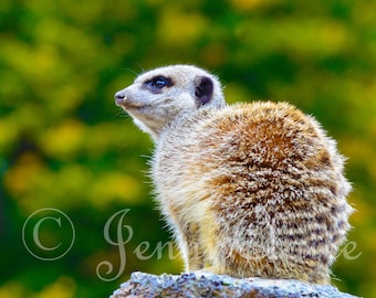 meerkat digital download photography