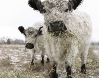 White Cow Photograph Two White Cows Animal Photography French Country
