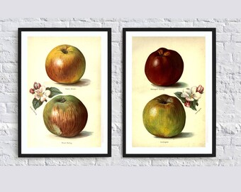 Apple print fruit print wall art print wall art decor kitchen print decor botanical illustrations vintage painting print poster set of 2 red