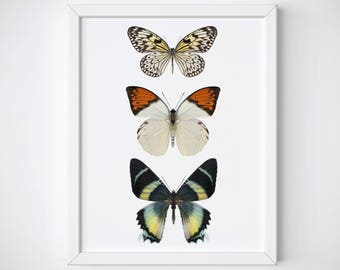 Butterfly Wall Art, Butterfly Print, Butterfly Poster, Spring Wall Art, Butterfly Wall Decor, Insect Wall Art, Butterfly Art Print