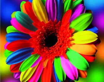 30 Pcs/bag Mix Rainbow Daisy Seeds,chrysanthemum Seeds,rare Flower Seeds,natural Growth For Home Garden Planting