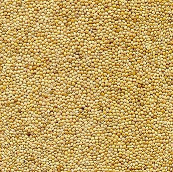 Dove Proso Millet Seed