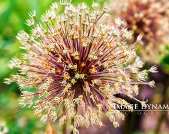 Flower in full bloom (Metallic print)