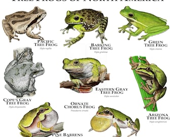 Treefrogs of North America