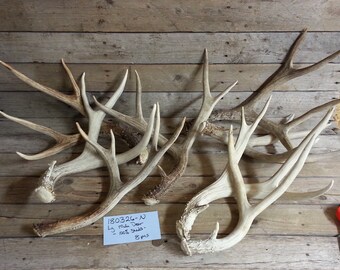 Bulk Lot of 8 Large Shed Mule Deer Antlers - Lot No. 180326-N