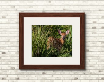 Fawn In Grass | Nature Print | 11x14 - FREE SHIPPING!