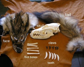Coyote Educational Kit taxidermy Skull Tail Teeth Face