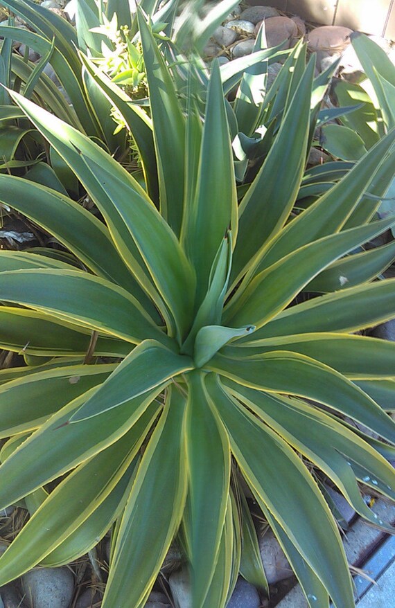 Rare Variegated Agave five pups. baby plants ready to grow a