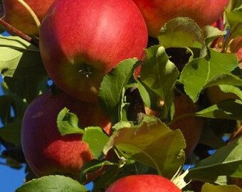 1 Gala Apple 3 foot tall potted these are leafed out