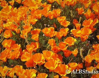 Poppy here. Poppy there. Poppies Everywhere!