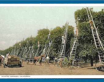 Vintage Postcard - A Horse and Wagon Waiting for the Oranges to be Harvested From a California Orchard (2522)