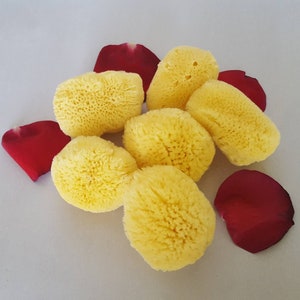 Sea Sponge Tampon Menstrual Period Sponge, Menstruation All Natural Feminine Organic Reusable Zero Waste Eco-Friendly