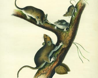 16X20 Giclee ready to hang from an original hand colored stone lithograph by JJ Audubon 1841