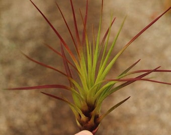 Tillandsia Tricolor Melanocrater air plant