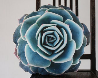 Spring Succulent pillow made to order (nature photography)