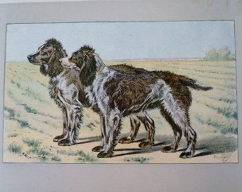 ANTIQUE 1907 FRENCH SPANIEL Audemer signed dog print Chromolithograph Mahler German artist Collectors item Christmas Birthday gift Authentic