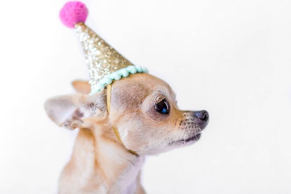 Hats for Cats And Dogs || Cat Dog Birthday Hat || Pet Party Hat ||Pet Party Accessory || Animal Birthday Party || Busters Party Shop