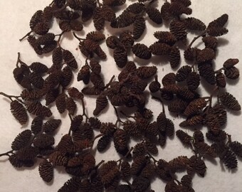 Craft supplies - Cone clusters from an Alder tree - 50 cluster lot