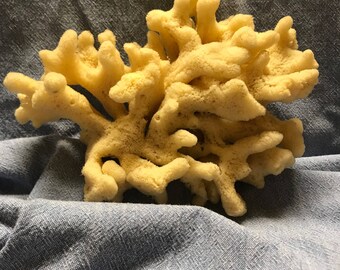 Natural Sea Sponge, Salt Water Sea Sponge