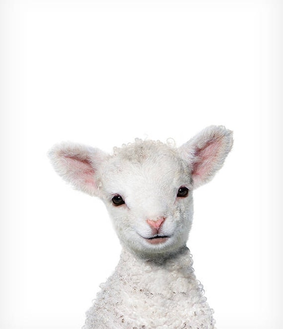 Punchy image for baby animals printable Playful image regarding baby animals printable