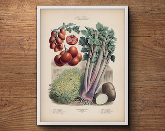 French botanical illustration, Vegetables poster, Botanical print, Vintage vegetable print, Large botanical art, Kitchen wall art decor