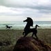 black stallion bucephalus figurine