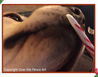 Dog Christmas Card Funny Dog Art Labrador Licks Candy Cane