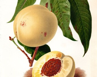 1883 Peach Print, Antique Fruit Print, French Lithograph, Vintage Botanical Print, Kitchen Decor, Antique Peach Print