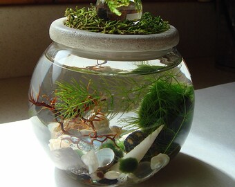 Zen. Garden. Crystal Ball Sphere. Stone Top. Marimo Ball. Unique. Terrarium
