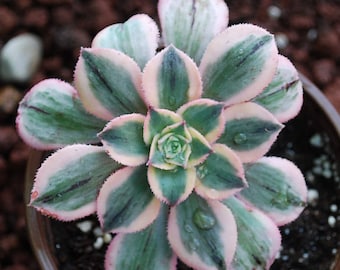 Beautiful Aeonium "Sunburst" Tricolor Succulent 4"
