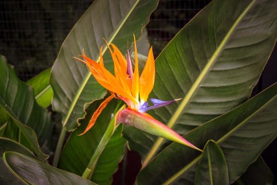 Nature, "Bird of Paradise Flower", Flower Photography, Nature Photography, Flower, Wall Art, Wall Decor, Fine Art Photography, Home Wall Art