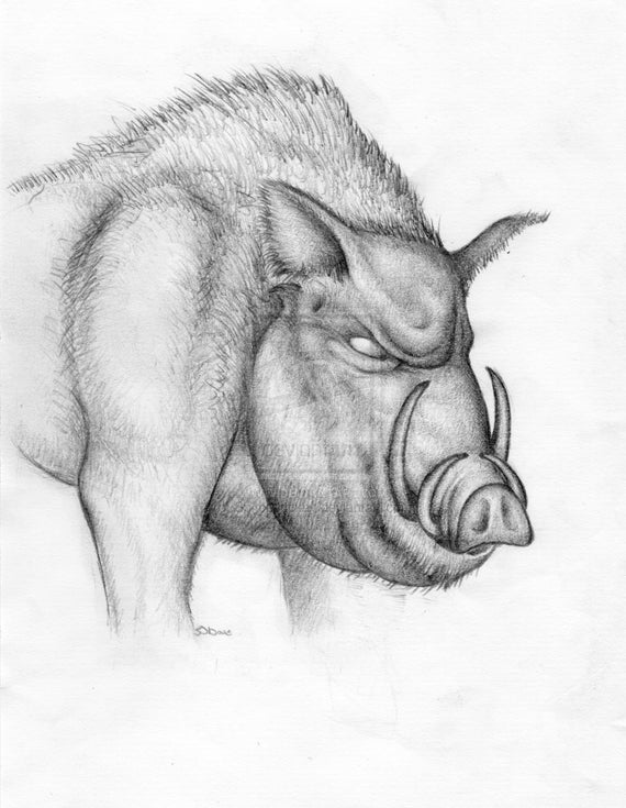Pig Wild Boar Art Pencil drawing signed HQ A4 Print