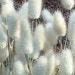 25 LAGURUS BUNNY'S TAIL * 25 seeds Soft and Fluffy!! ... seeds galore
