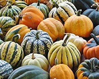 Acorn Autumn Winter Squash Seeds - Davids Garden Seeds - Winter Squash Seeds - Acorn Autumn Squash Seeds - Non GMO Squash Seeds