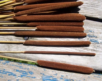 Pencil Cattails, 18 stems. Small Cattails. Floral arrangements, bouquets, centerpiece, craft projects, craft supplies.