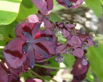 Akebia quinata Chocolate Vine 10 seeds