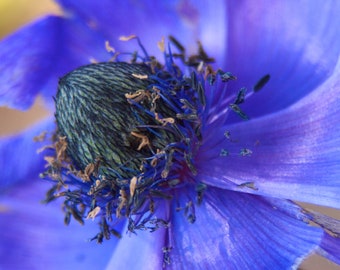 Violet Flower